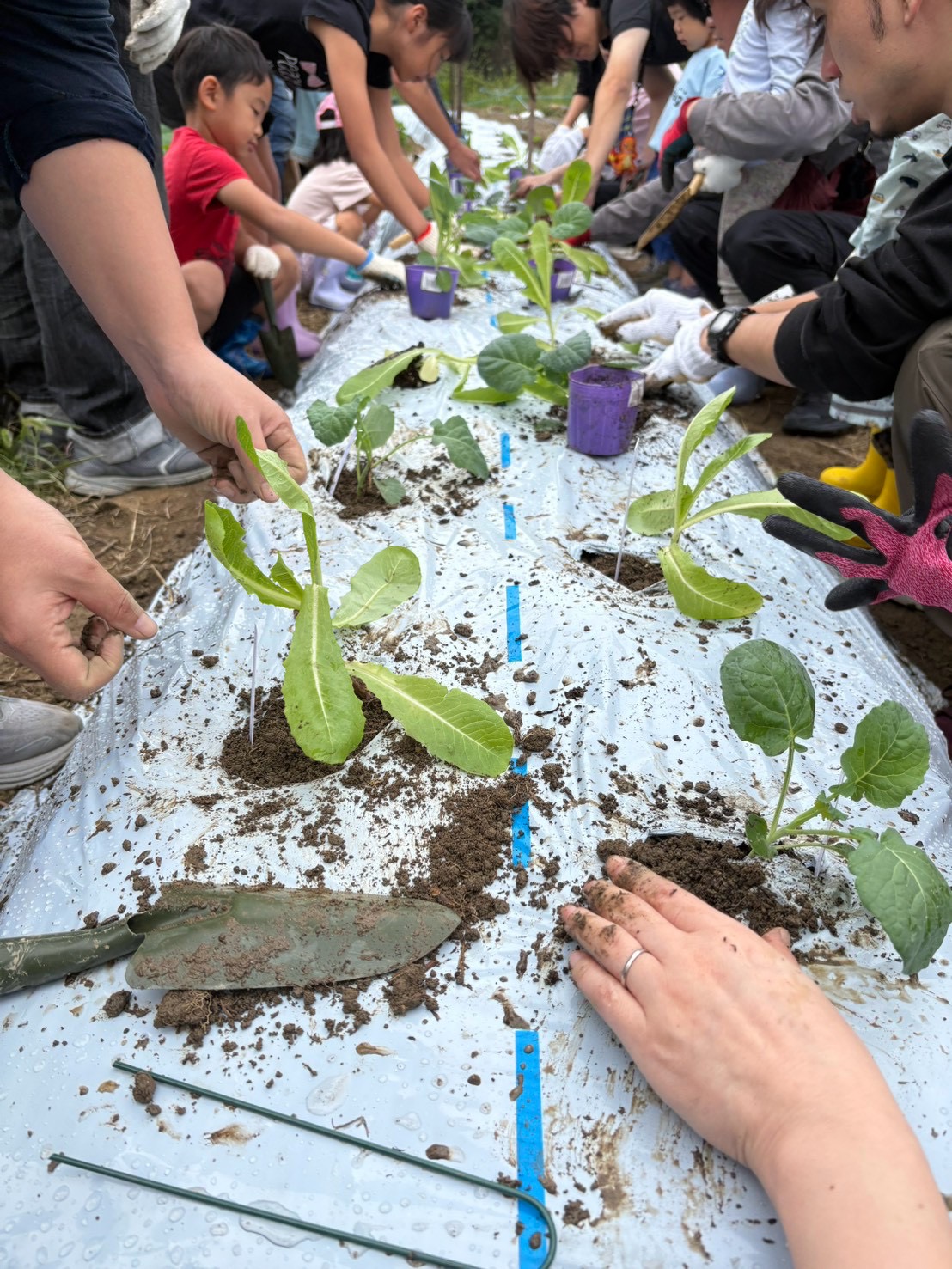 親子で手を動かし、畝に野菜の苗を植える様子