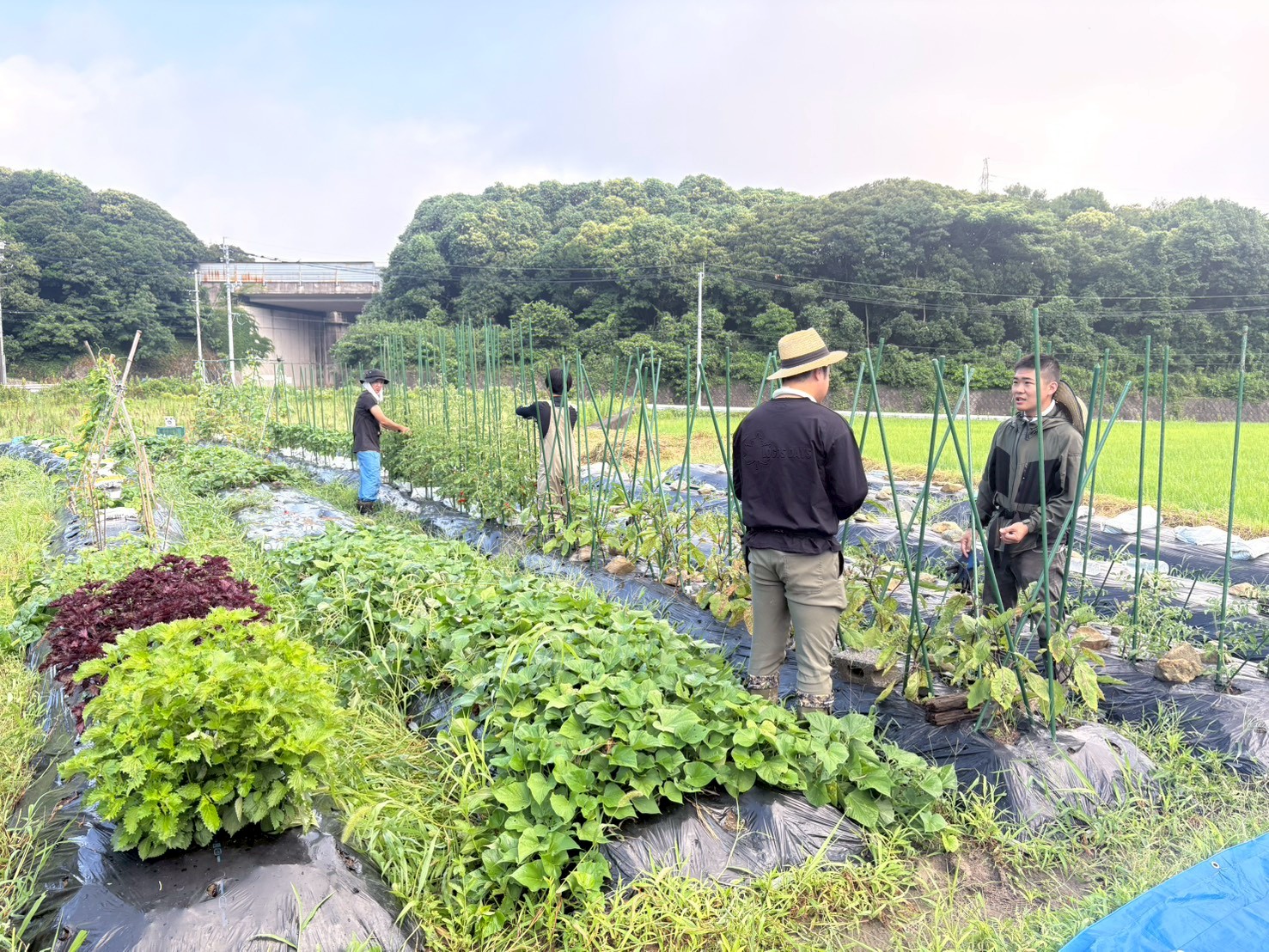 北九州市小倉南区堀越にある食養ファーマーズアカデミーの畑全体